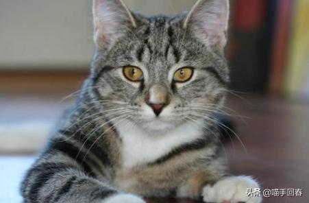 铲屎官别吓猫,给猫咪铲屎闻到气味会得病吗