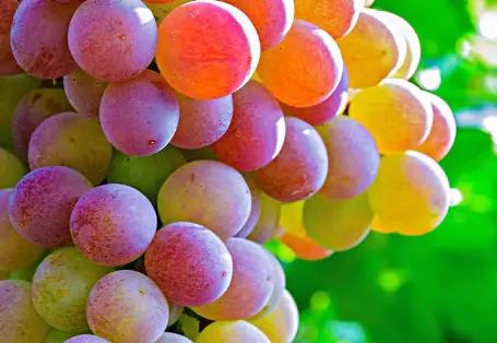 提子和葡萄有什么区别吗,夏黑提子和葡萄的区别