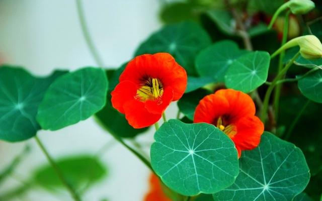 清风起,杨柳绿,声声慢,句句词!