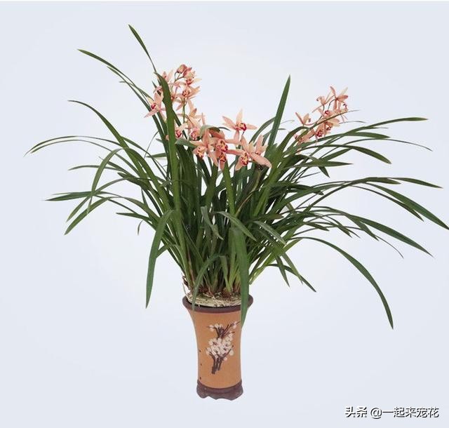 家庭养花开花的方法,家庭养花怎么养才能开花