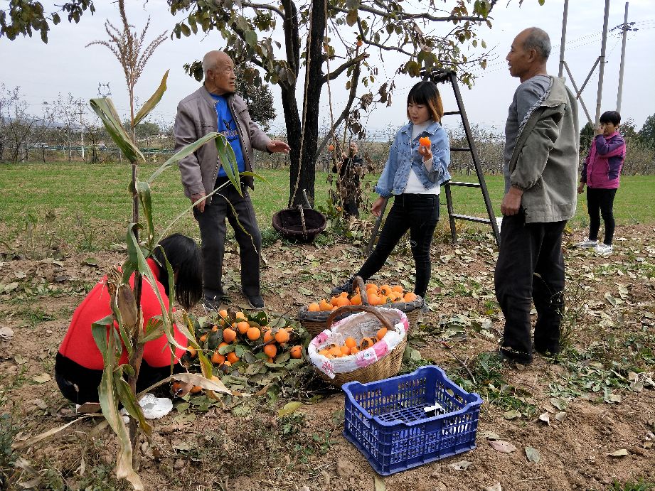 看农村是怎样采摘柿子的,采摘柿子全过程