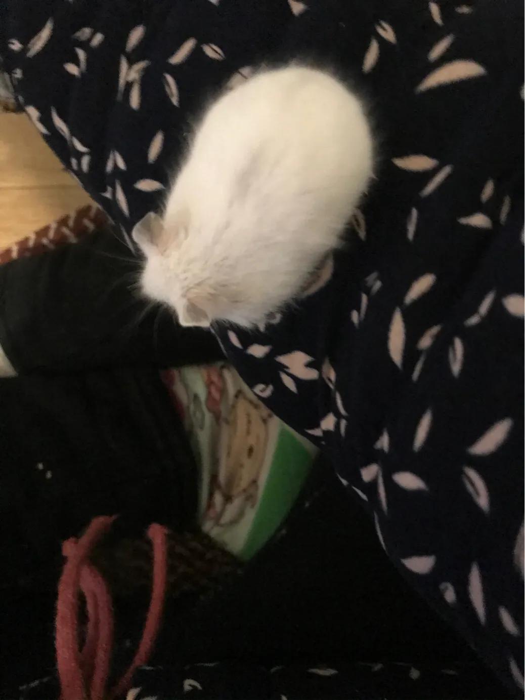 仓鼠越狱后怎样才能找到,仓鼠越狱三天还能找到吗