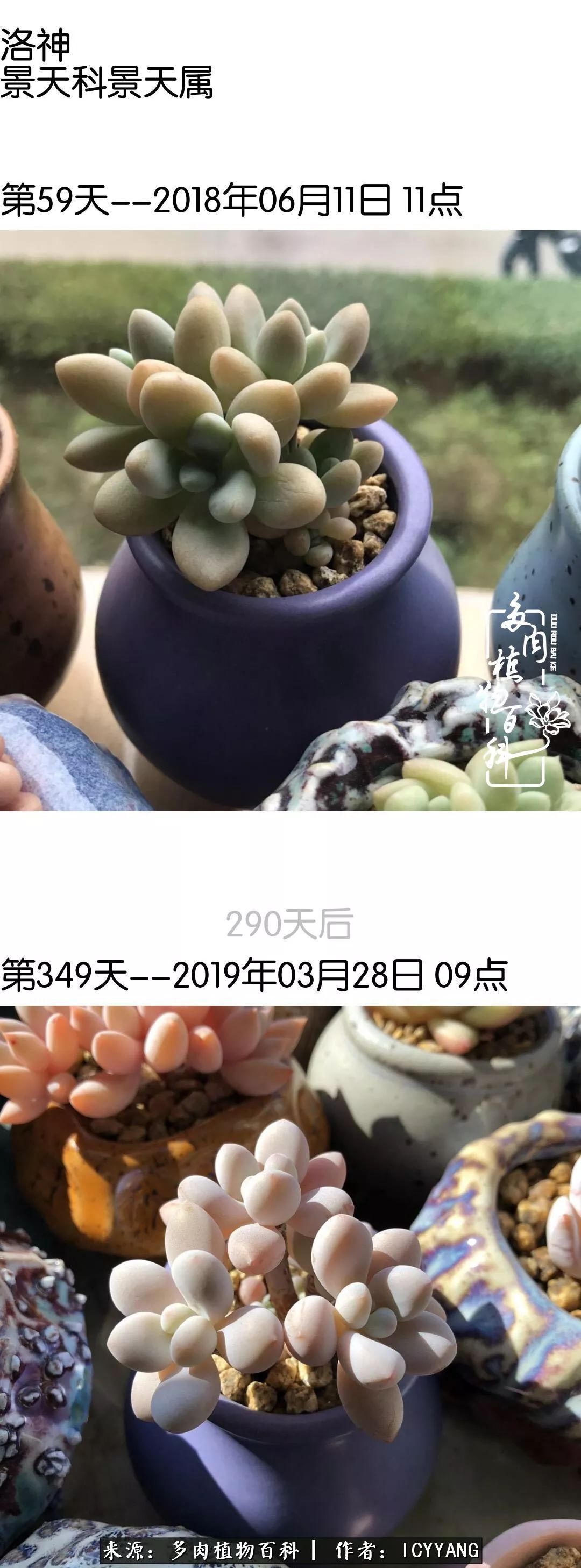 室内阳台多肉的养护方法,景天多肉养护