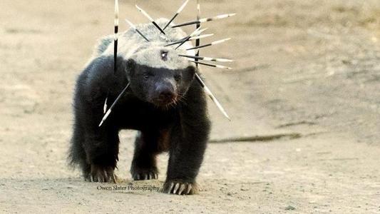 非洲岩蟒是平头哥天敌?平头哥怒啃岩蟒,展示“非洲一哥”的实力