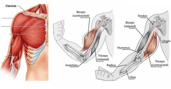 wildfieldhealth蛋白粉测评,wildfieldhealth蛋白粉