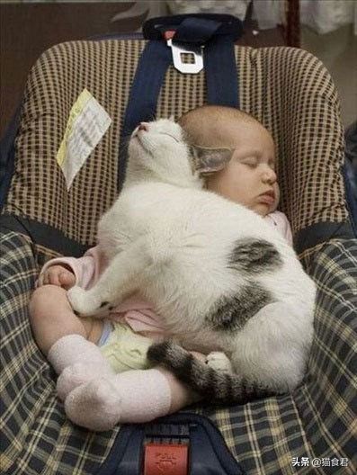 劝养猫的人别养两只猫,劝养猫的朋友都别养两只猫