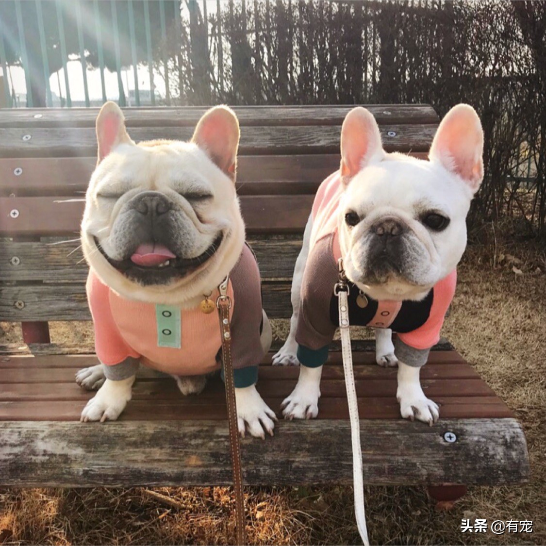 长毛狗狗美毛注意的几点,狗狗的短毛和长毛是什么作用