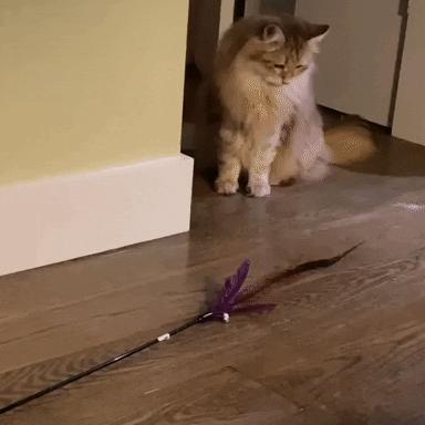 一开门猫咪就冲进卧室,猫咪越狱刚把门打开