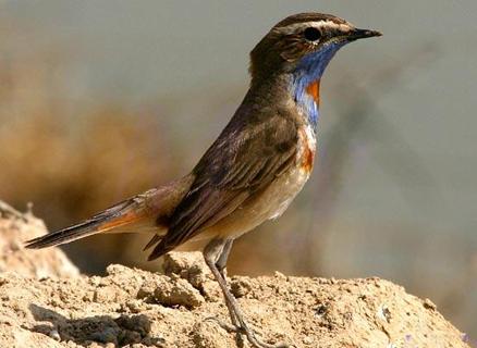 广东常见鸟类图谱和名称图文,东江揽胜鸟类
