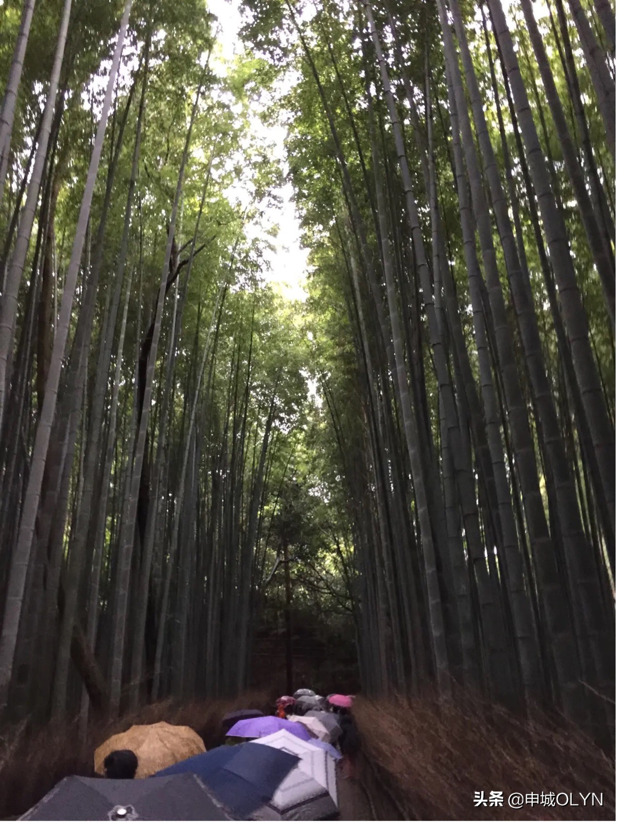 日本三年签证去冲绳和大阪,曾经申请过日本签证