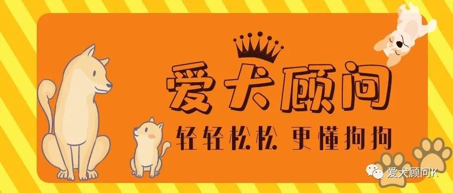 狗狗出门兴奋的解决方法,狗狗出门很兴奋乱叫怎么办