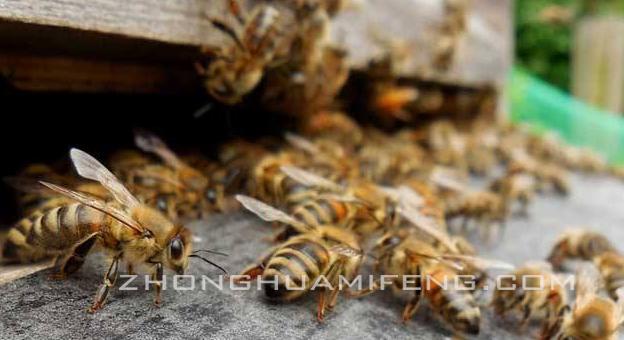 夏季中蜂覆布的正确盖法,夏季乌桕流蜜中蜂管理
