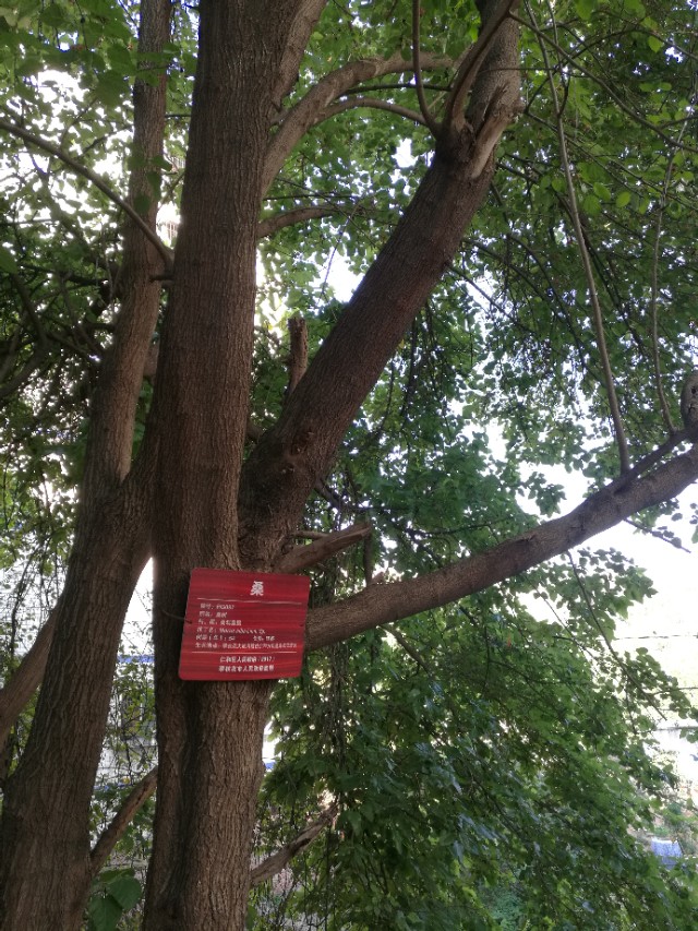 桑树全身都是宝的实例,桑树全身都是药