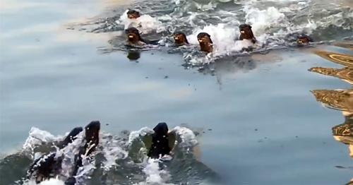 两水獭家族打群架,两个水獭家族之间的战争完整版