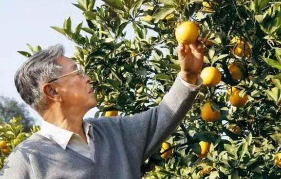 褚时健的人生总有起落,褚时健人生终有起落