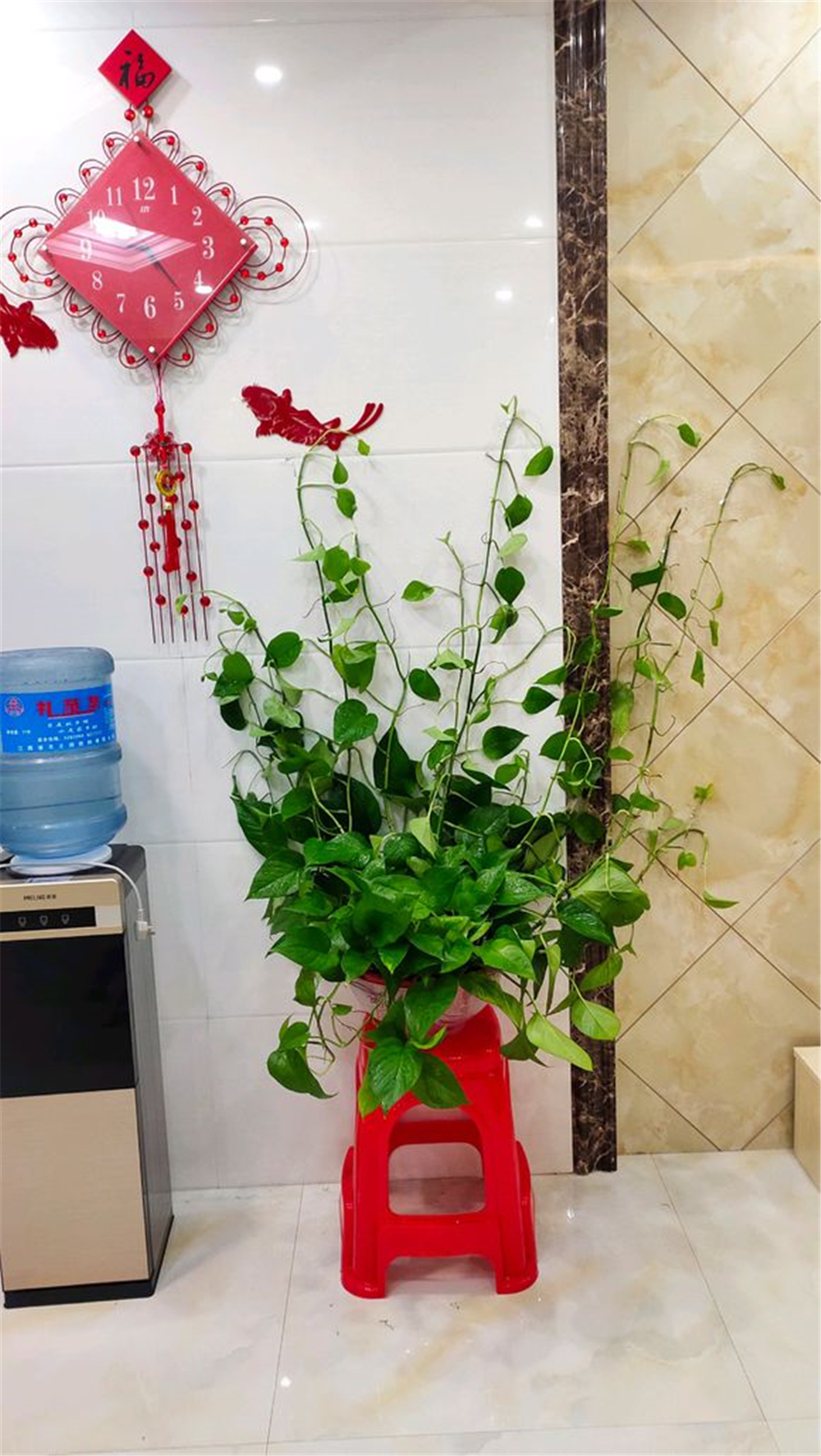 除甲醛全屋种满绿萝,客厅绿萝盆栽室内吸甲醛净化空气