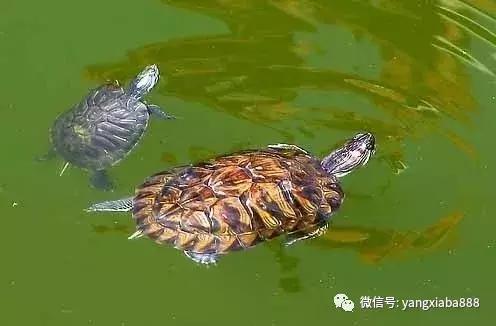 养不死的淡水冷水观赏鱼鲟鱼,高密度养殖淡水鱼虾有哪些