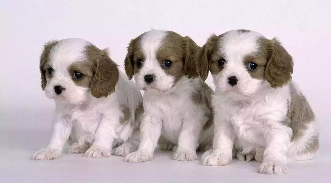 中国犬种繁殖状况,中国本土犬的繁殖现状