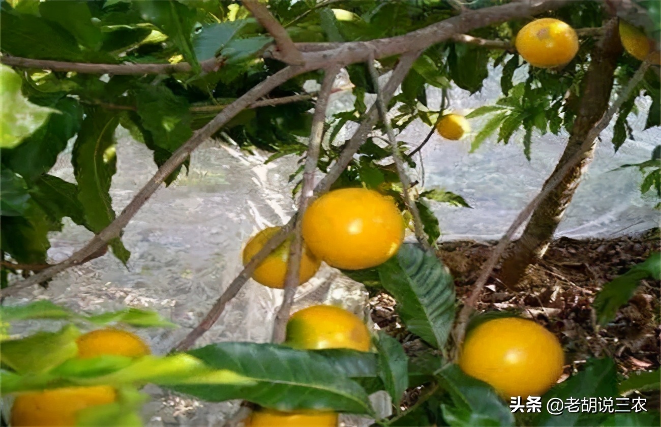 亩收入一万元的农作物,亩收益超2000块钱的种子