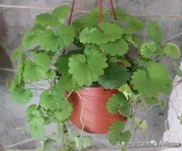 100种常见花卉植物图谱,100种花卉素描图谱