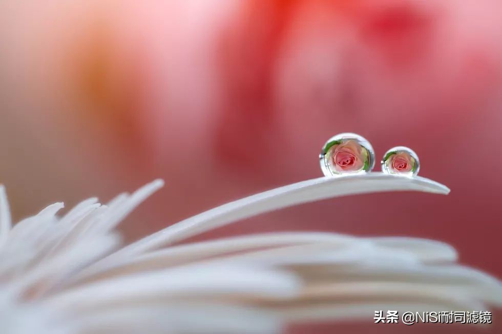 微距蚂蚁喝露水：曝轰动日本的摄影技能