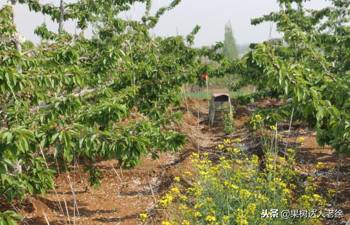 樱桃树如何正确种植,樱桃好吃树难栽真的就这么难么