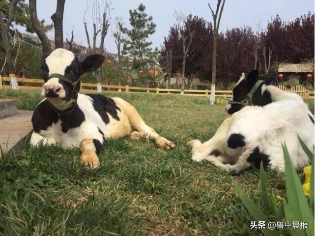 潍坊金宝乐园一日游价格,潍坊金宝乐园旅游攻略