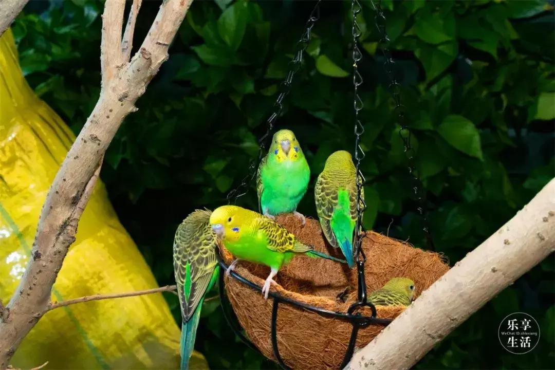 19.9包邮毛绒羊驼,羊驼9.9元秒杀直播