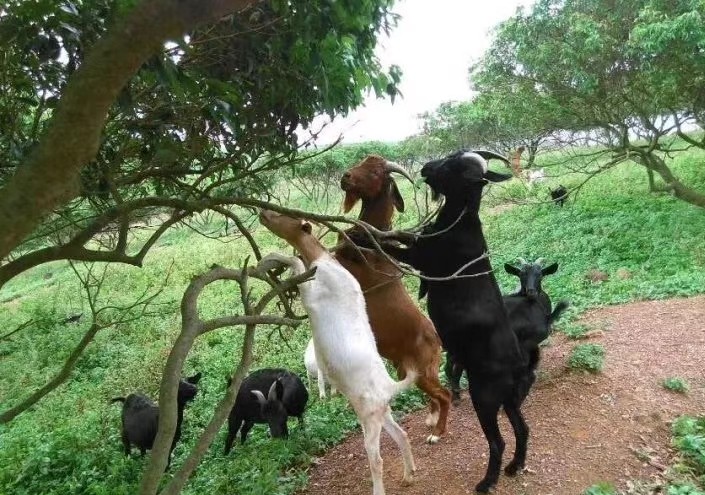 文蕴秀岭，馨怡乐园｜廉江文秀岭农牧场散记