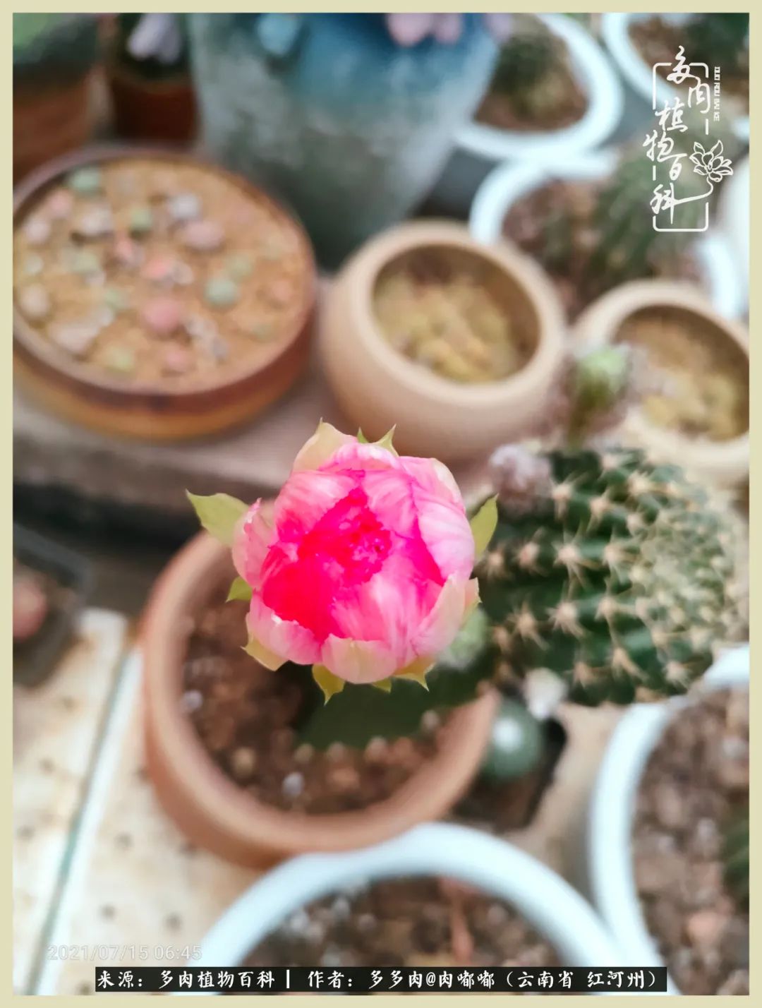 这个春天我们一起去赏花,这个季节我们一起去看花