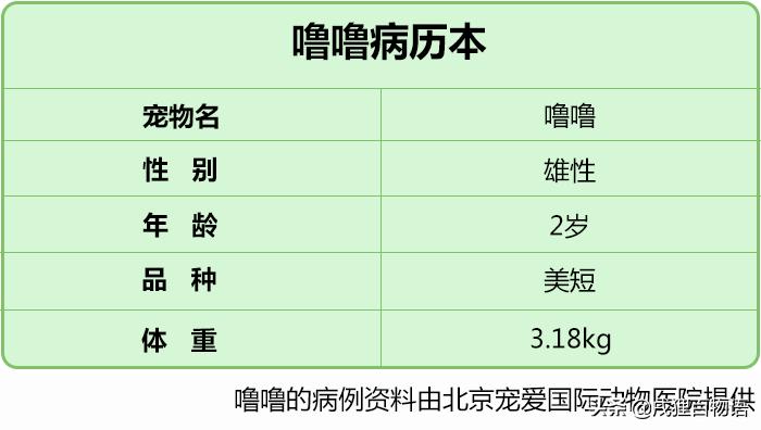 猫咪得了猫瘟治疗得多少钱,猫咪做完绝育得了猫瘟