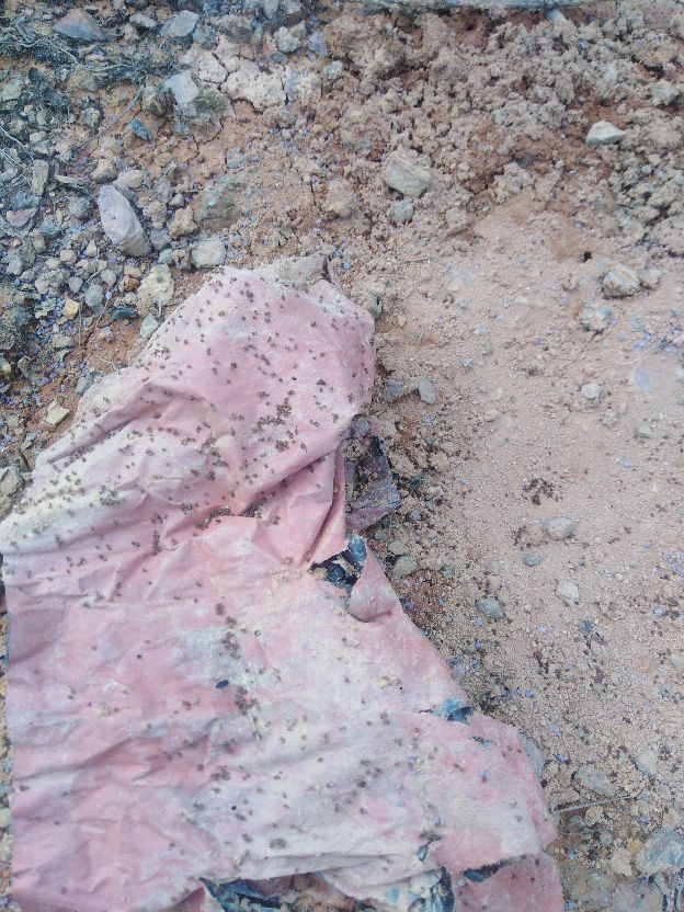 红火蚁怎么做才好吃,消灭红火蚁的最佳配方