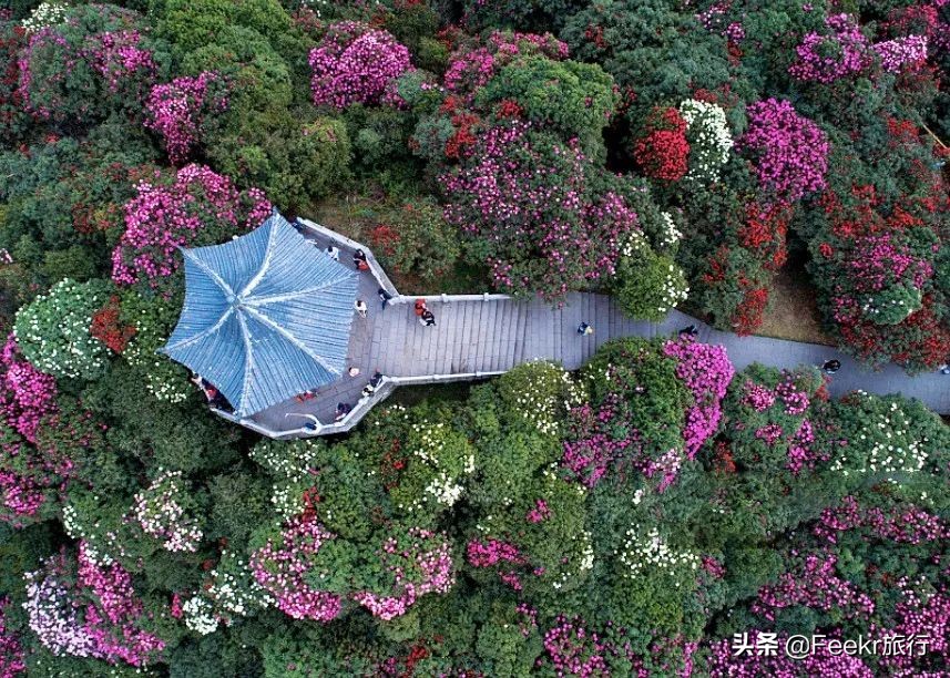 全球最大樱花基地原来就藏在贵州！万亩花海通到湖，机票低至2折