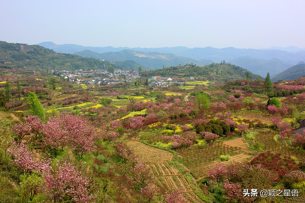 十里樱花十里尘,十五个赏樱地,赴一场樱花之恋