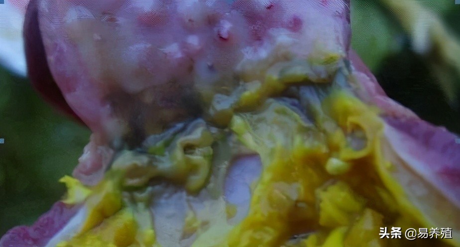 易养殖:带你治好鸡腺胃炎