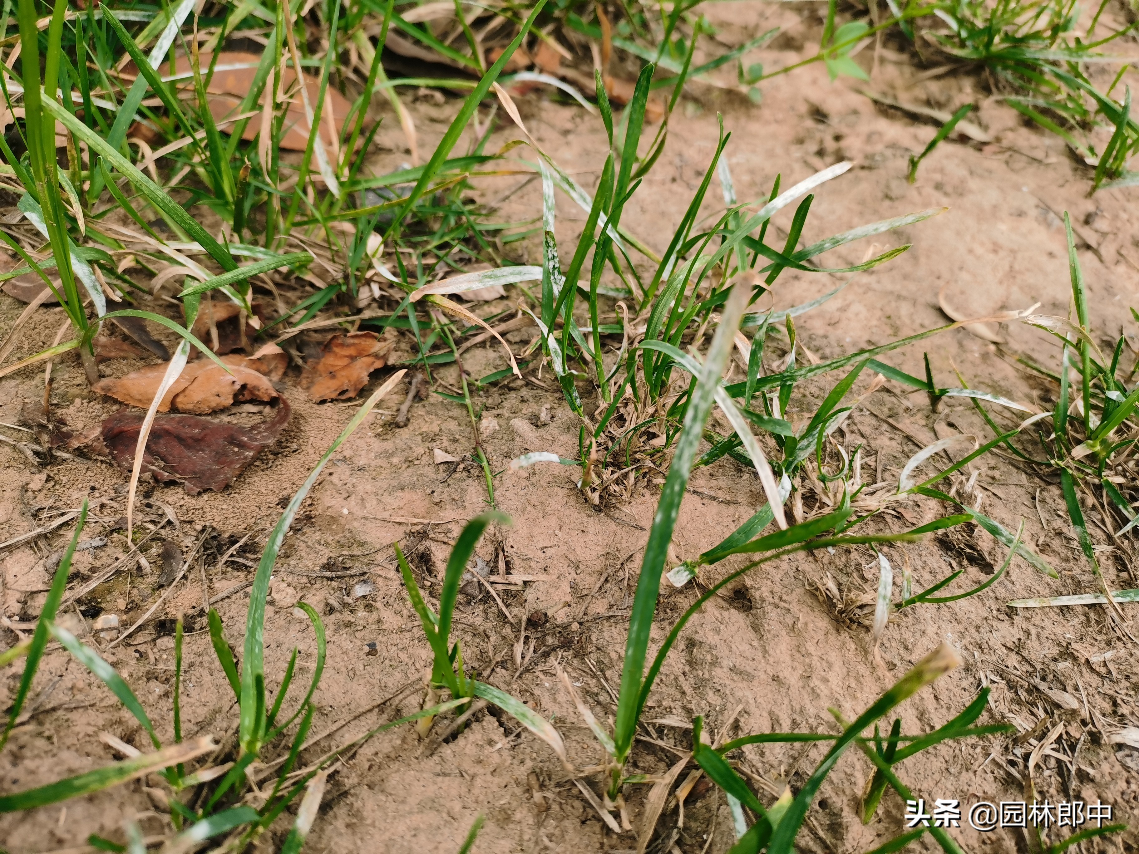 夏季草坪发黄发枯怎么救活,草坪出现黄粉病怎么治