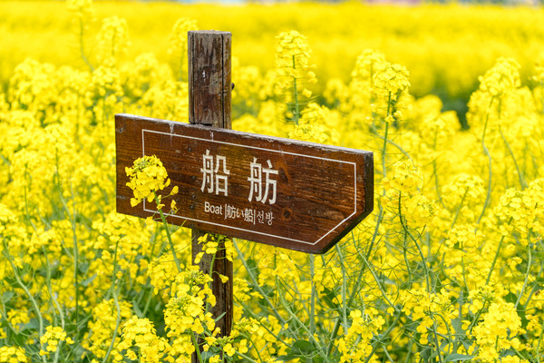 踏春赏花拍美景,踏春赏花逛湖
