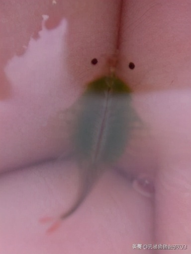 丰年知识分享,丰年虾幼虫讲解