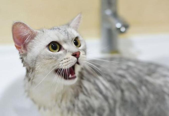 猫咪有跳蚤怎么快速处理,猫咪有跳蚤怎么快速解决