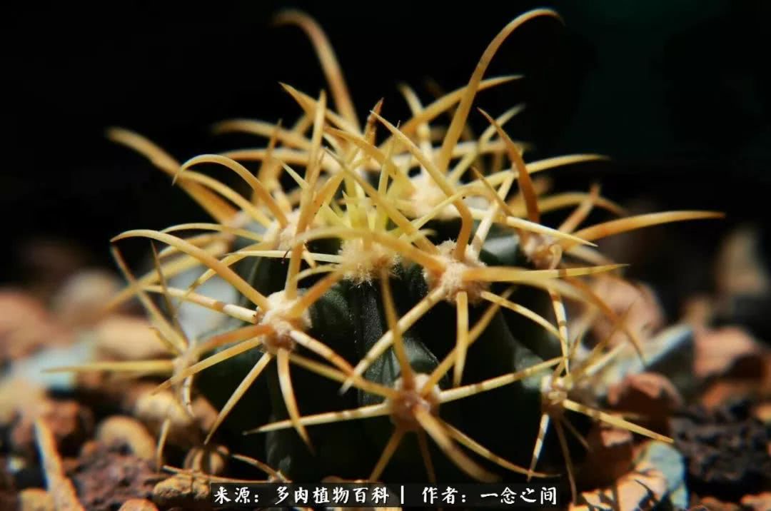 多肉牛群里的“七福神”（下）：男神篇！