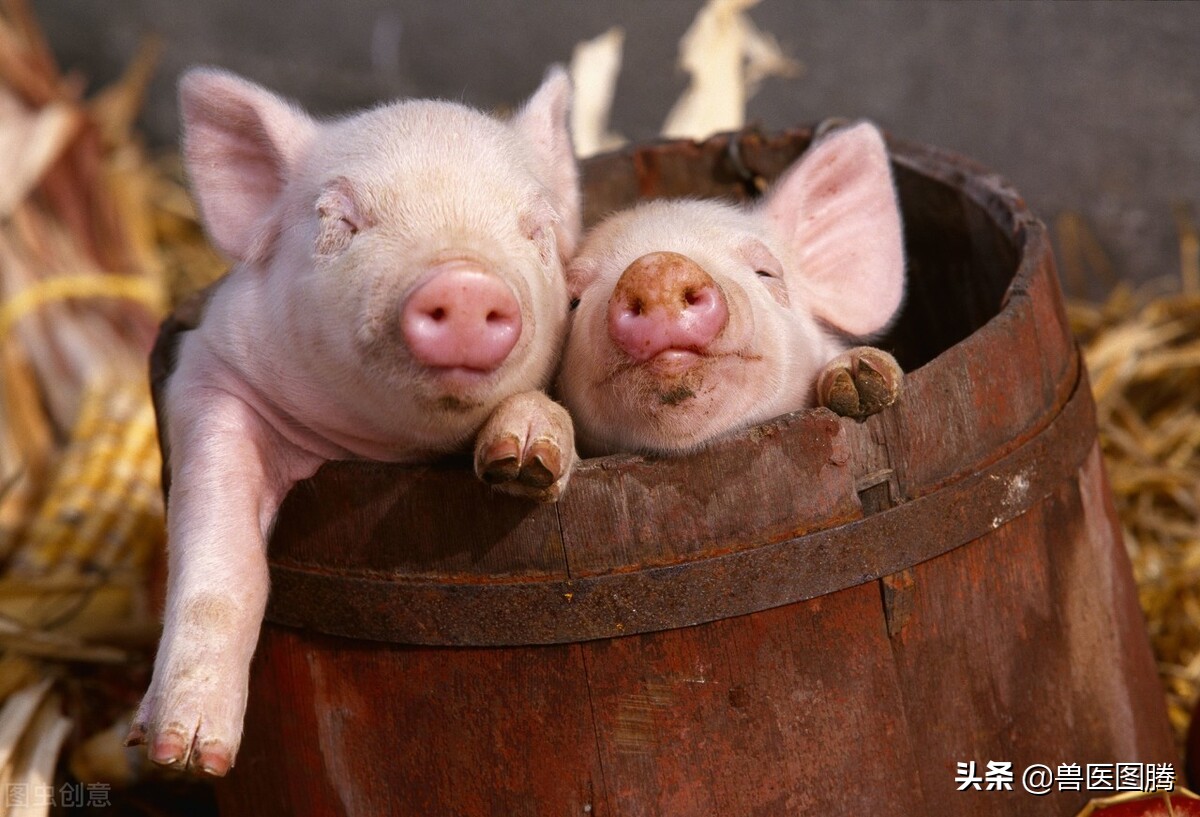 又到猪咳喘高发期，20年老兽医教你对症下药，解决猪久喘不治