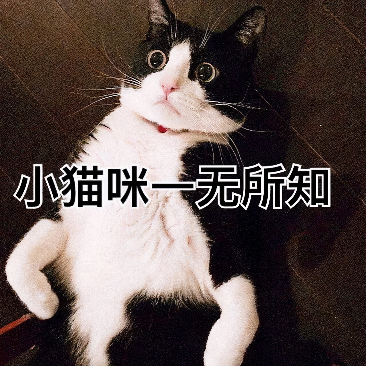 被猫咪舔了需要打狂犬疫苗吗,伤口被猫咪舔了会得狂犬病吗
