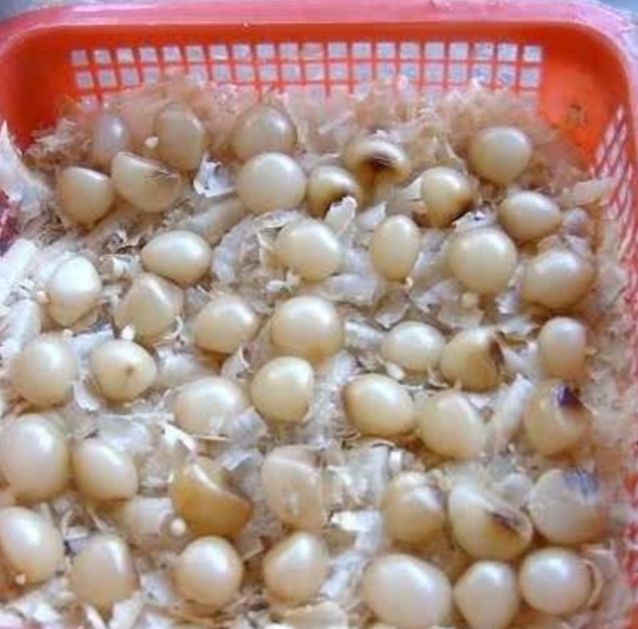 君子兰的种子可以在冬天繁殖吗,君子兰种子锯末繁殖视频