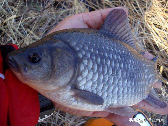 南京春天各区47个日钓百斤鱼塘汇总，20位资深钓鱼人分批亲测