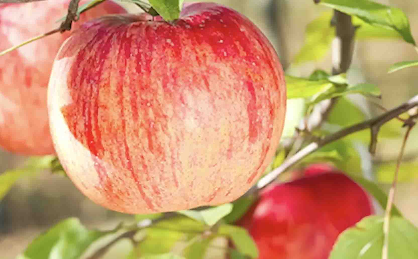 延安有什么好吃的特产,延安特产回家必买清单