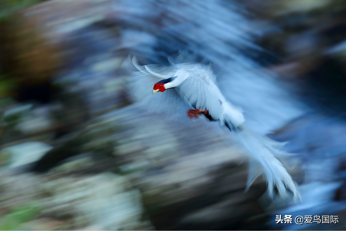 2020观鸟大年,观鸟大年完整版