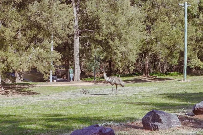 澳洲堪培拉景色,澳洲堪培拉动物园