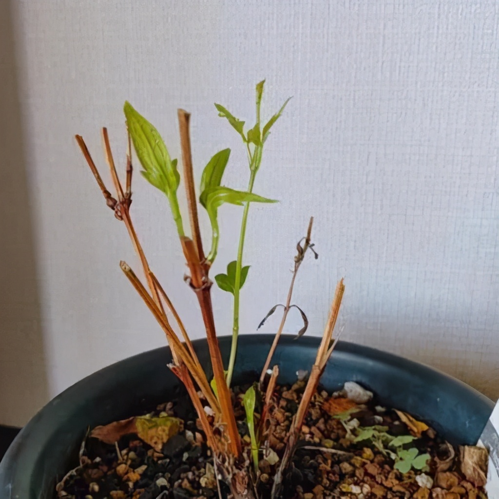 铁线莲春季发芽了还能换盆吗,铁线莲春季花后要换盆吗