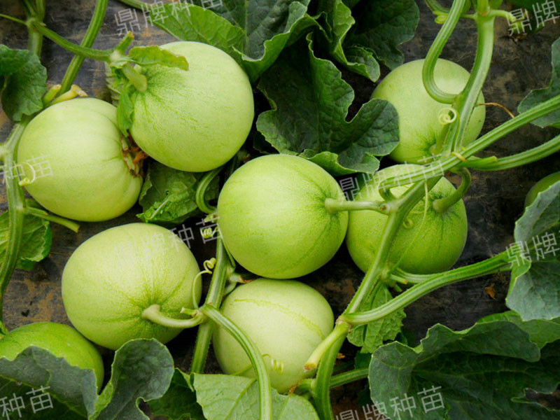 山东冷棚甜瓜最新种植,鲁厚甜1号甜瓜种植技术