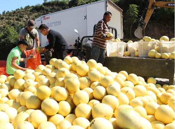 广西依靠水果脱贫致富,广西村官带领村民致富